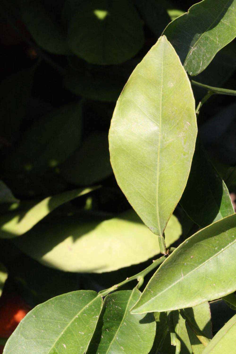              Unifoliolate leaf (Riverside, CA)       